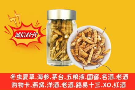 萨迦县回收散虫草